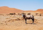 Oryx in the Dunes.jpg : Namibia, 29 September 2019 - 10 October 2019, Namib Naukluft National Park, Sossusvlei